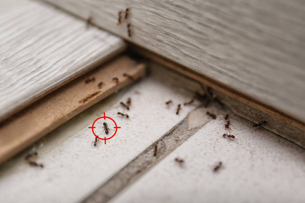 Best Emergency Pest Control  in Skyline, AL
