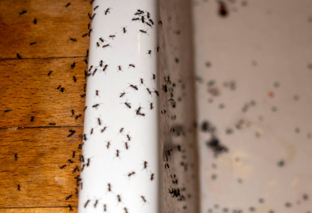 Best Ant Control Services  in Skyline, AL