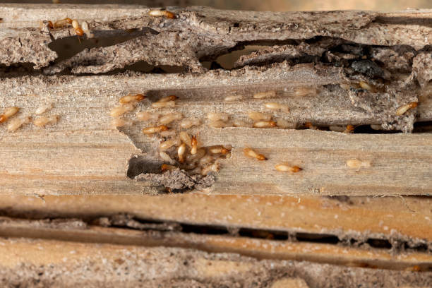 Best Best Pest Control Companies  in Skyline, AL